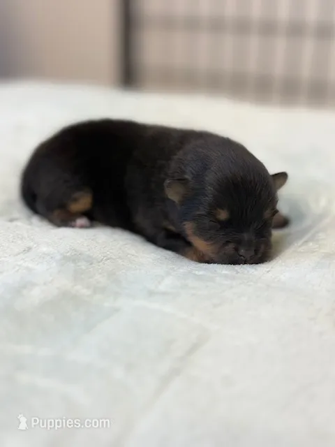 Finn – Pomeranian puppy for sale in Tiskilwa, IL
