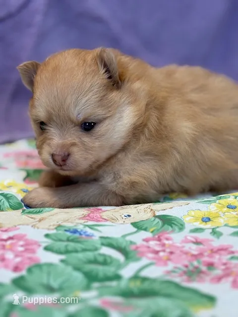 Lexy – Pomeranian puppy for sale in Tiskilwa, IL