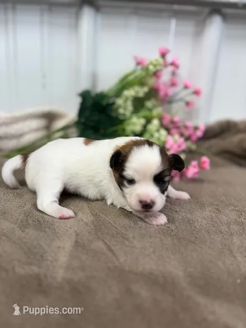 Louie – Papillon puppy for sale in Tiskilwa, IL