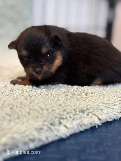 Finn – Pomeranian puppy for sale in Tiskilwa, IL