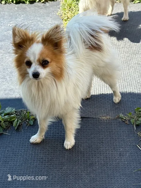 Petey – Papillon puppy for sale in Tiskilwa, IL