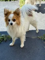 Petey, a male Papillon for sale in Tiskilwa, IL – 1 of 3