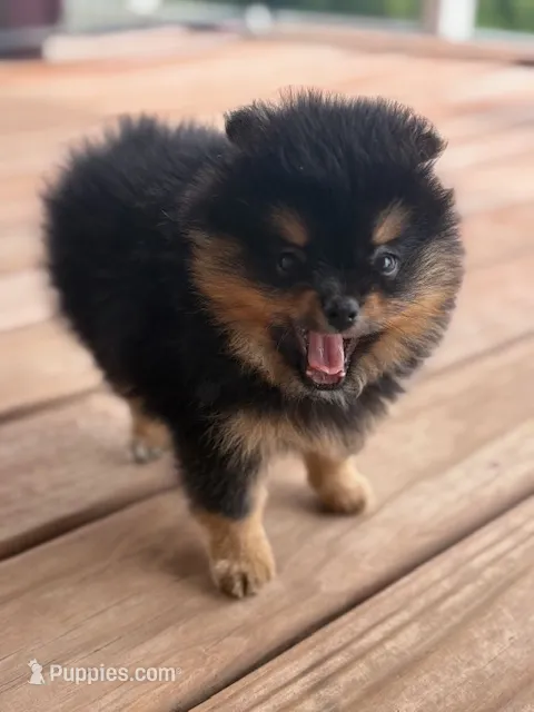 Champion Lineage!! – Pomeranian puppy for sale in Tiskilwa, IL