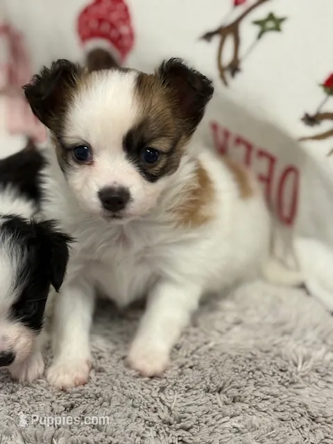 Louie – Papillon puppy for sale in Tiskilwa, IL
