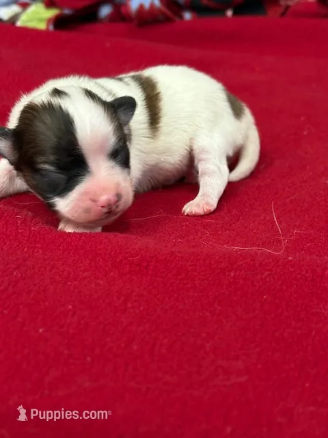 Lexi – Papillon puppy for sale in Tiskilwa, IL