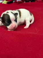 Lexi, a female Papillon for sale in Tiskilwa, IL – 3 of 3