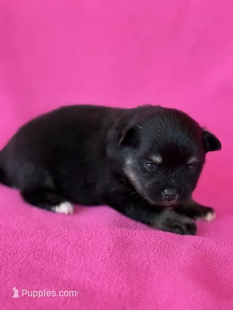 Haley – Pomeranian puppy for sale in Tiskilwa, IL