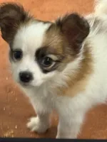 Louie, a male Papillon for sale in Tiskilwa, IL – 6 of 7