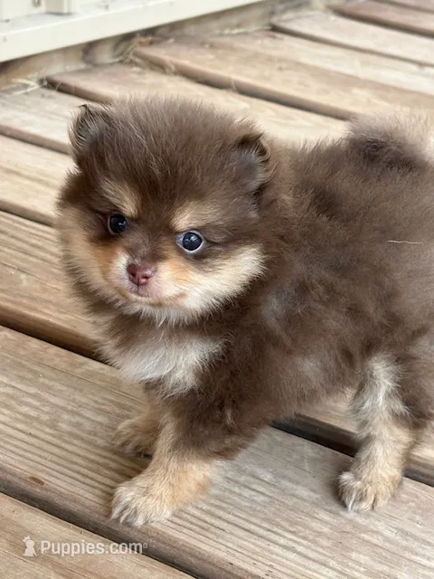 Libby – Pomeranian puppy for sale in Tiskilwa, IL