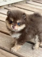 Libby, a female Pomeranian for sale in Tiskilwa, IL – 1 of 4