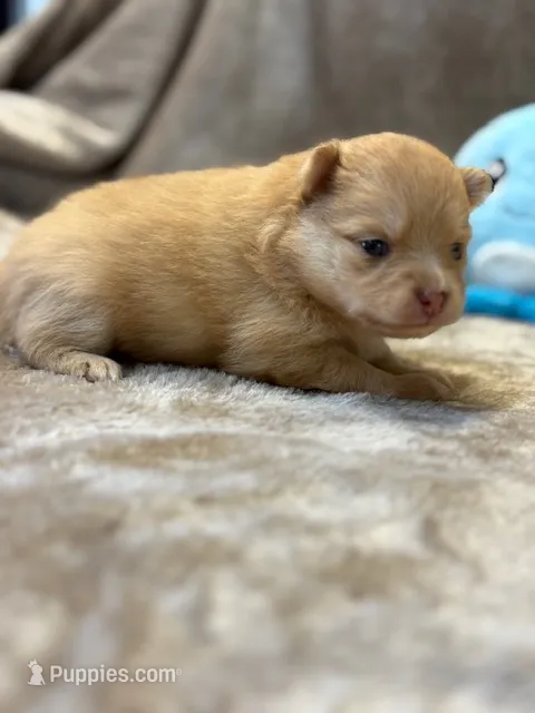 Lexy – Pomeranian puppy for sale in Tiskilwa, IL