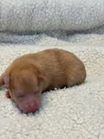 Lexy, a female Pomeranian for sale in Tiskilwa, IL – 2 of 2