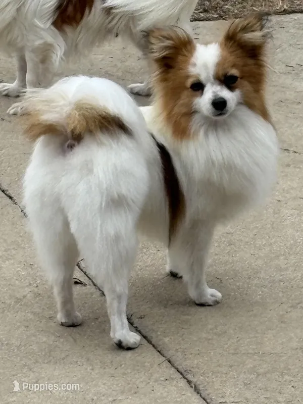 Petey – Papillon puppy for sale in Tiskilwa, IL