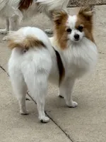 Petey, a male Papillon for sale in Tiskilwa, IL – 1 of 2