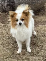 Petey, a male Papillon for sale in Tiskilwa, IL – 2 of 2