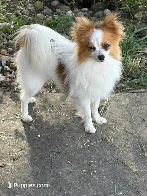Petey – Papillon puppy for sale in Tiskilwa, IL