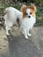 Petey, a male Papillon for sale in Tiskilwa, IL – 7 of 7