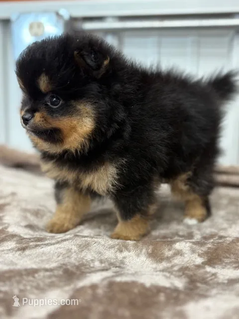 Champion Lineage!! – Pomeranian puppy for sale in Tiskilwa, IL