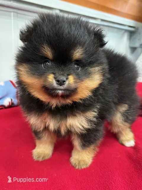 Champion Lineage!! – Pomeranian puppy for sale in Tiskilwa, IL