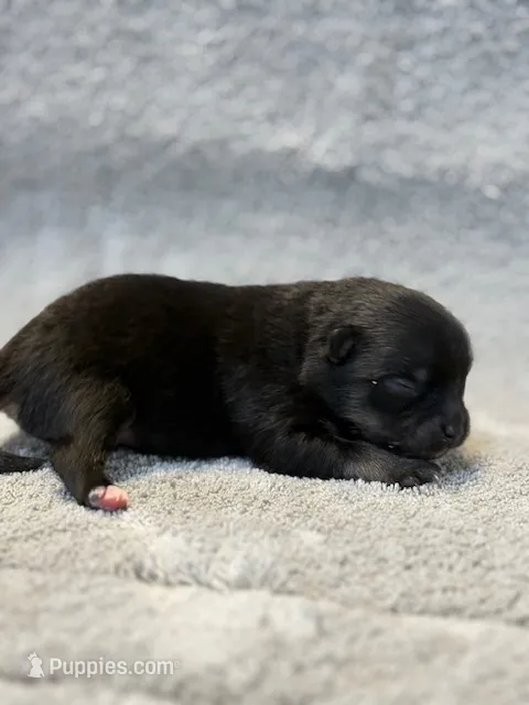 Haley – Pomeranian puppy for sale in Tiskilwa, IL