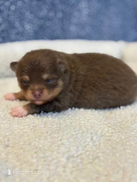 Benny – Pomeranian puppy for sale in Tiskilwa, IL