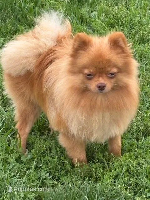 Daizy – Pomeranian puppy for sale in Tiskilwa, IL