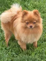 Daizy, a female Pomeranian for sale in Tiskilwa, IL – 4 of 6