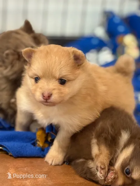 Lexy – Pomeranian puppy for sale in Tiskilwa, IL