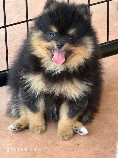 Champion Lineage!! – Pomeranian puppy for sale in Tiskilwa, IL