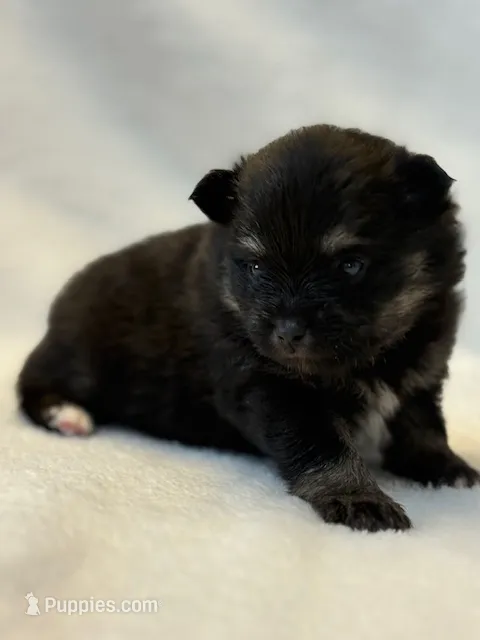 Haley – Pomeranian puppy for sale in Tiskilwa, IL