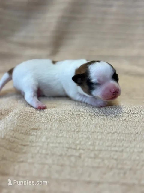 Louie – Papillon puppy for sale in Tiskilwa, IL