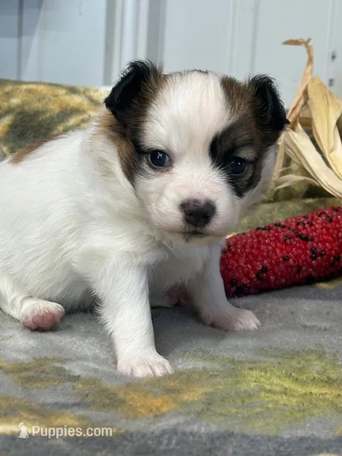Louie – Papillon puppy for sale in Tiskilwa, IL