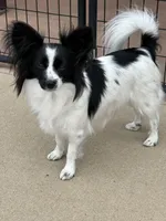 Maddie, a female Papillon for sale in Tiskilwa, IL – 2 of 3