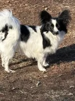 Maddie, a female Papillon for sale in Tiskilwa, IL – 3 of 3