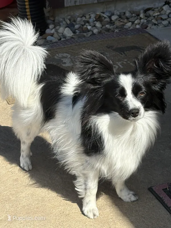 Maddie – Papillon puppy for sale in Tiskilwa, IL