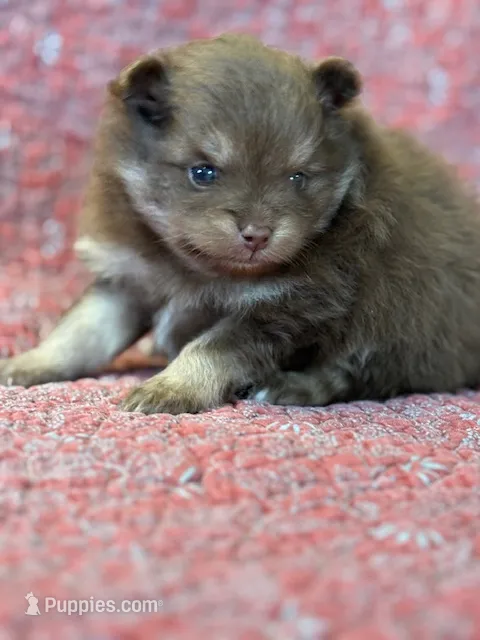 Romeo – Pomeranian puppy for sale in Tiskilwa, IL