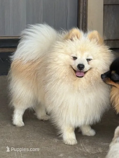 Roc – Pomeranian puppy for sale in Tiskilwa, IL