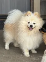Roc, a male Pomeranian for sale in Tiskilwa, IL – 1 of 4