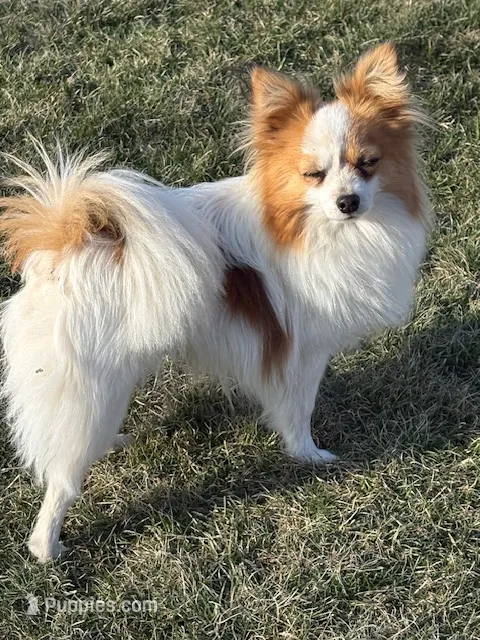Petey – Papillon puppy for sale in Tiskilwa, IL