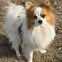 Petey, a male Papillon for sale in Tiskilwa, IL – Photo 6 of 10
