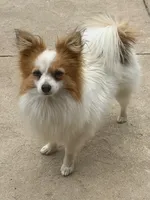 Petey, a male Papillon for sale in Tiskilwa, IL – Photo 8 of 10