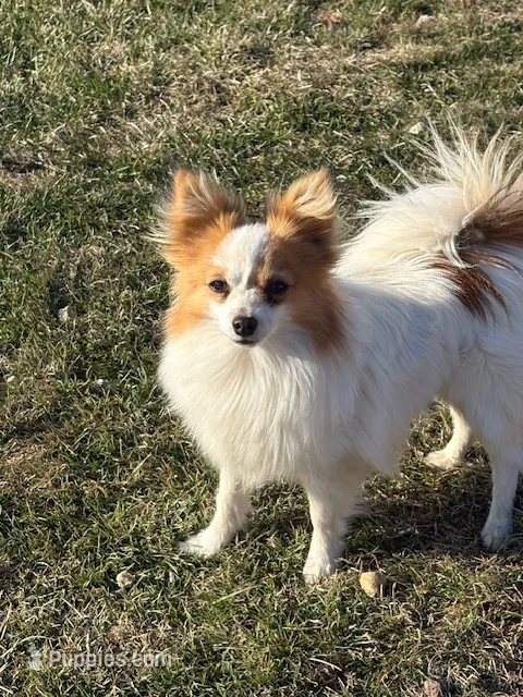 Petey – Papillon puppy for sale in Tiskilwa, IL