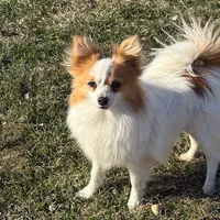 Petey, a male Papillon for sale in Tiskilwa, IL – Photo 4 of 10