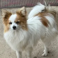 Petey, a male Papillon for sale in Tiskilwa, IL – Photo 5 of 10