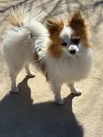 Petey, a male Papillon for sale in Tiskilwa, IL – Photo 10 of 10