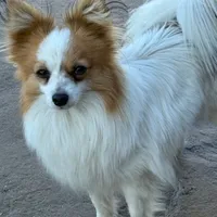 Petey, a male Papillon for sale in Tiskilwa, IL – Photo 2 of 10