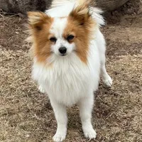 Petey, a male Papillon for sale in Tiskilwa, IL – Photo 7 of 10