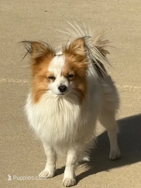 Petey – Papillon puppy for sale in Tiskilwa, IL