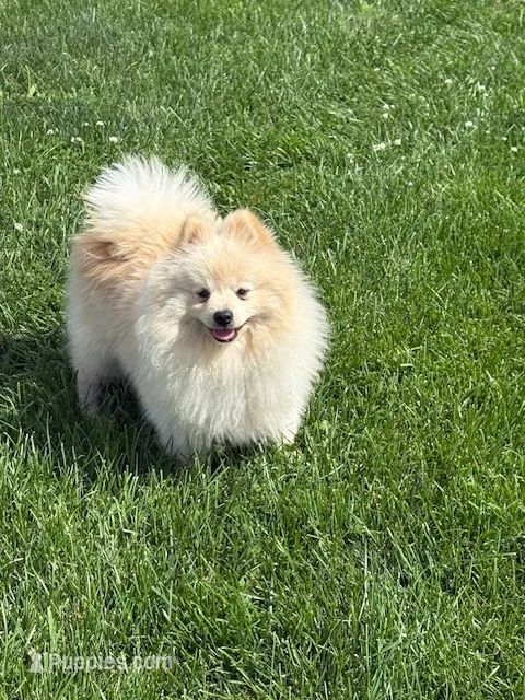 Roc – Pomeranian puppy for sale in Tiskilwa, IL