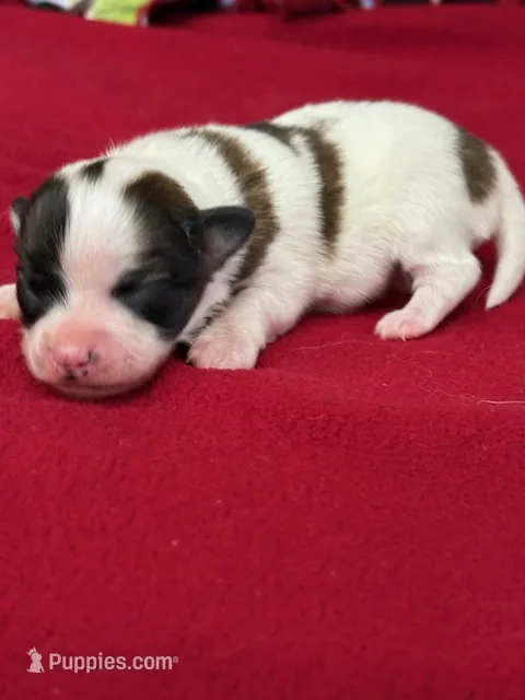 Lexi – Papillon puppy for sale in Tiskilwa, IL